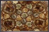 Polished Triassic Petrified Wood Coffee Table #303666-3